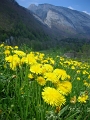 Alp Rohr_Hoehenweg_Chueweid 25 04 2010 (159)